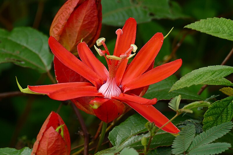 File:Red Passion Flower (Passiflora coccinea) (39972254842).jpg