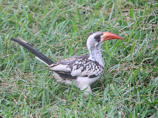 Observar Aves en Gambia (3)