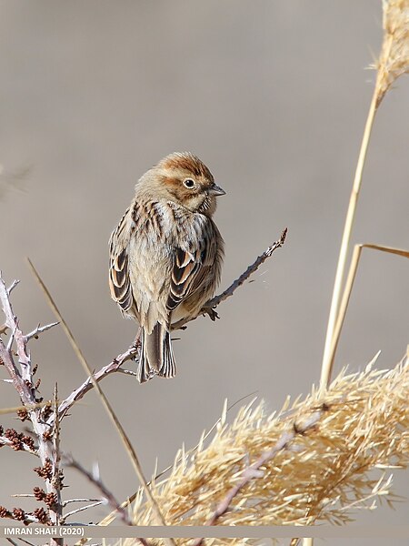 File:Reed Bunting (Emberiza schoeniclus) (51102856235).jpg