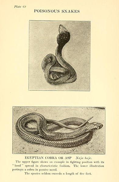 File:Reptiles of the world (Plate 69) BHL4031681.jpg