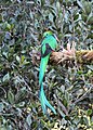 * Nomination Resplendent quetzal (Pharomachrus mocinno) in Parque National Los Quetzales, Costa RIca --Bgag 05:33, 31 May 2024 (UTC) * Promotion  Support Good quality. --Ermell 19:00, 31 May 2024 (UTC)