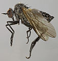 Rhamphomyia sulcata specimen North Wales long 6–8 mm.