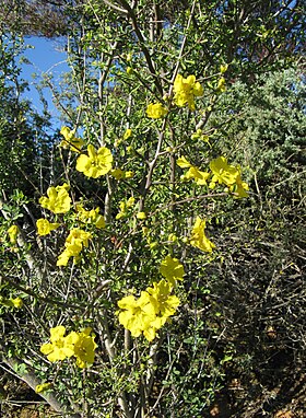 Rhigozum obovatum in flower Bignoniaceae 7434s.jpg