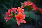 Миниатюра для Rhododendron 'Mandarin Lights'