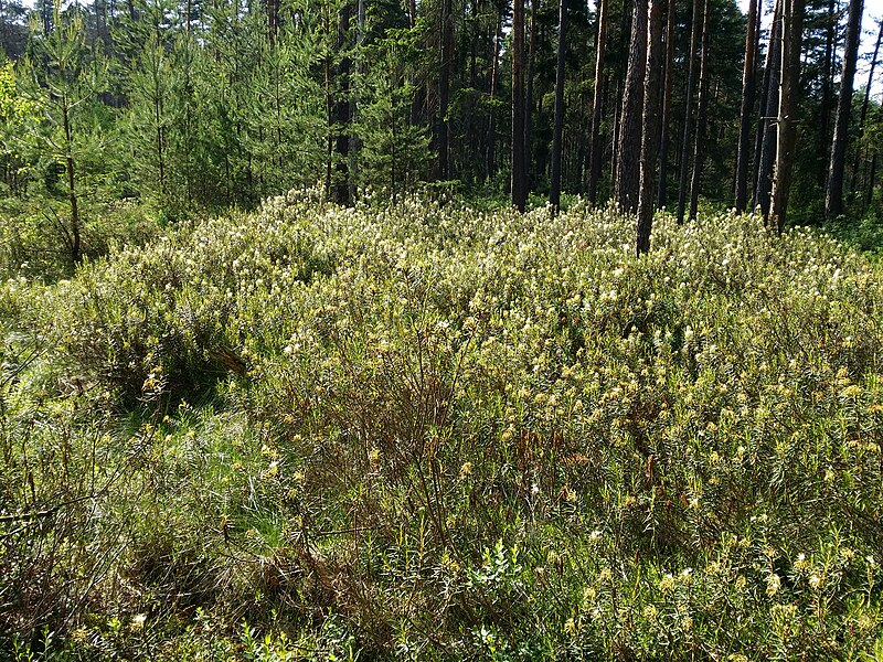 File:Rhododendron tomentosum sl21.jpg