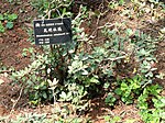 Rhododendronxduclouxii - Kunming Botanical Garden - DSC02862. 
 JPG