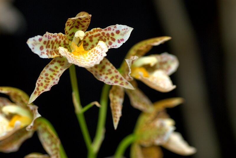 File:Rhynchostele Horst Janssen at the Pacific Orchid Exposition 2010 2.jpg