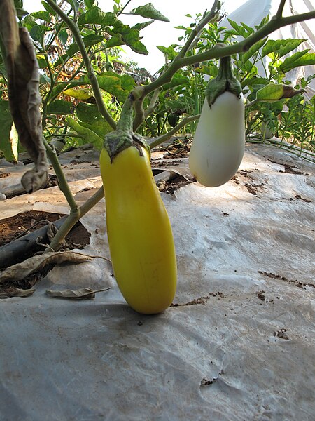 File:Rishpon, Shefa Farm, vegetables.JPG