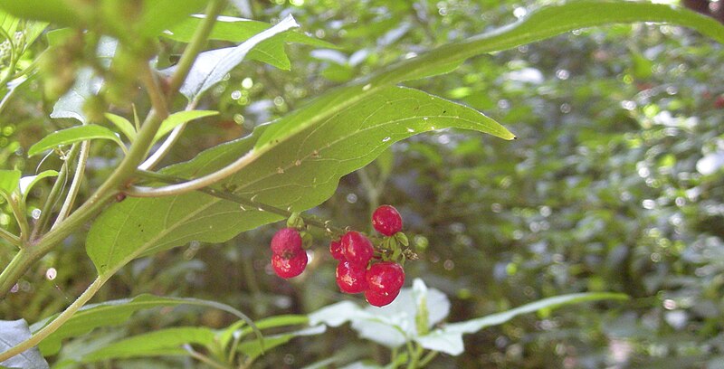 File:Rivina humilis fruit.jpg