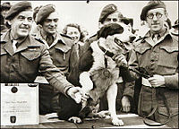 כלב הקולי רוב עוטר לאחר שצנח בצפון אפריקה עם חיילי שירות האוויר המיוחד