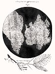 Cell structure of cork by Hooke