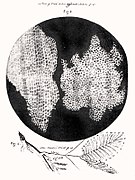 Hooke was the first to apply the word "cell" to biological objects: Cork.