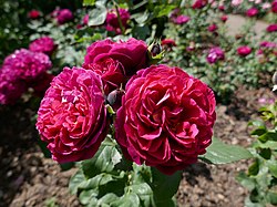 Rosa 'Peppermint Twist' - Wikipedia