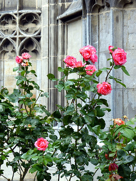 File:Rosa AachenerDom.jpg