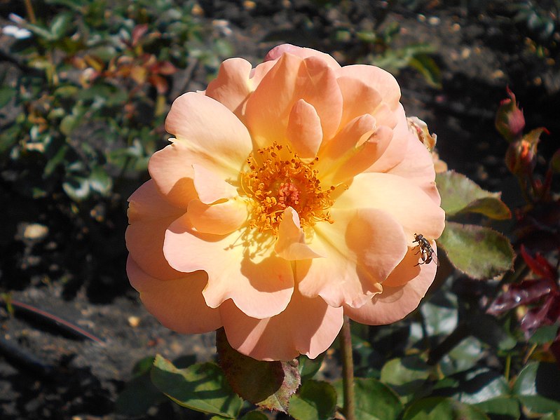 File:Rosa Rosemary Harkness 2018-07-16 6761.jpg