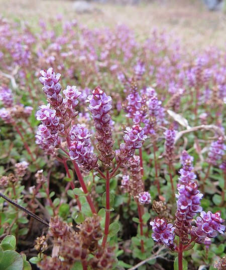 Rotala rotundifolia