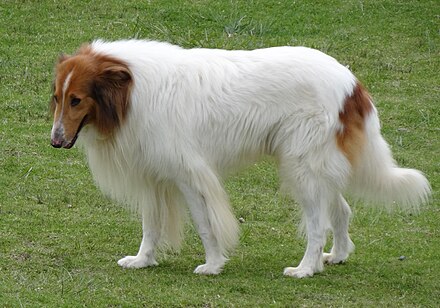 In the 18th century, the Collie's natural home was in the highlands of Scotland