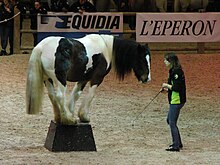 Equitazione in bianco e nero su un piedistallo.