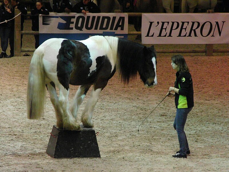 File:SDCH2013-irish-cob.JPG