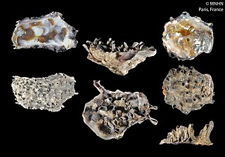 <i>Saccostrea echinata</i> Tropical black-lip rock oyster, found in the Indo-Pacific