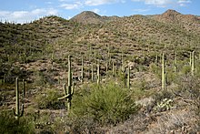 Saguaro - Wikipedia