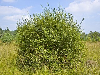 <i>Salix aurita</i> Species of shrub