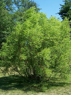 Salix nigra Morton 180-88-3. jpg