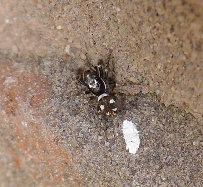 File:Salticus scenicus. (Male) - Flickr - gailhampshire (1).jpg