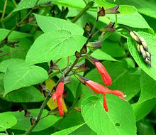 Salvia gesneriiflora 2.jpg