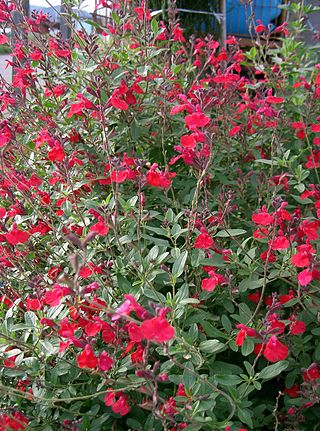 <i>Salvia microphylla</i> Species of shrub