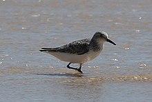 Sanderling Sanderling.jpg