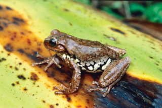 <i>Sarcohyla hapsa</i> Species of frog