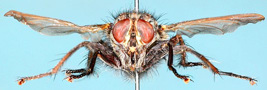 Sarcophagidae-f.jpg