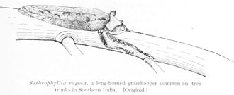 Typical posture of S. rugosa Sathrophyllia pose.jpg