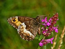 Satyrinae - Hipparchia cf, genava.JPG