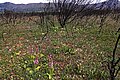 Satyrium erectum South Africa - Western Cape between Wolseley and Tulbagh