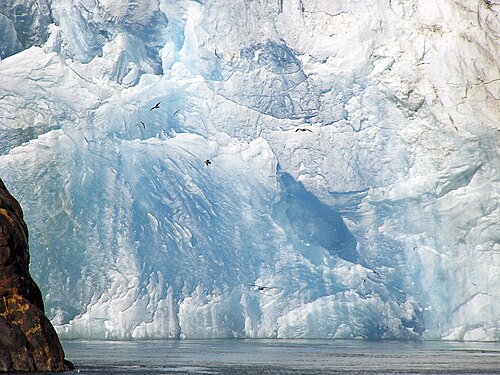 Sawyer Glacier with Gulls - Southeast Alaska.