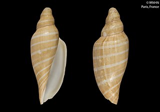 <i>Scaphella</i> Genus of gastropods