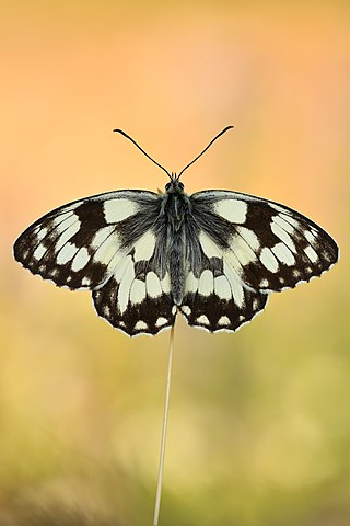 Marbled white butterfly