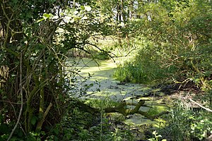 Schleswig-Holstein, Neuendorf, Naturdenkmal NIK 6237.JPG