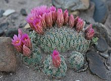 Sclerocactus brevispinus.jpg