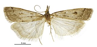<i>Scoparia fumata</i> Species of moth