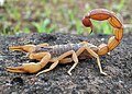 Vilmeus scorpion