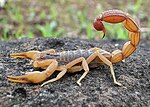 Miniatura para Scorpiones
