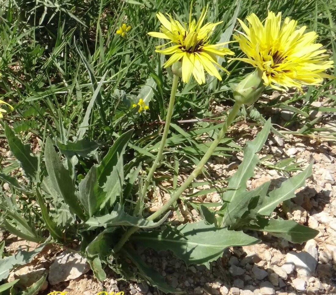 Pseudopodospermum libanoticum