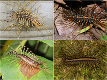 Scutigeromorpha collage 2x2.png