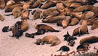 Sea lion beach.jpg