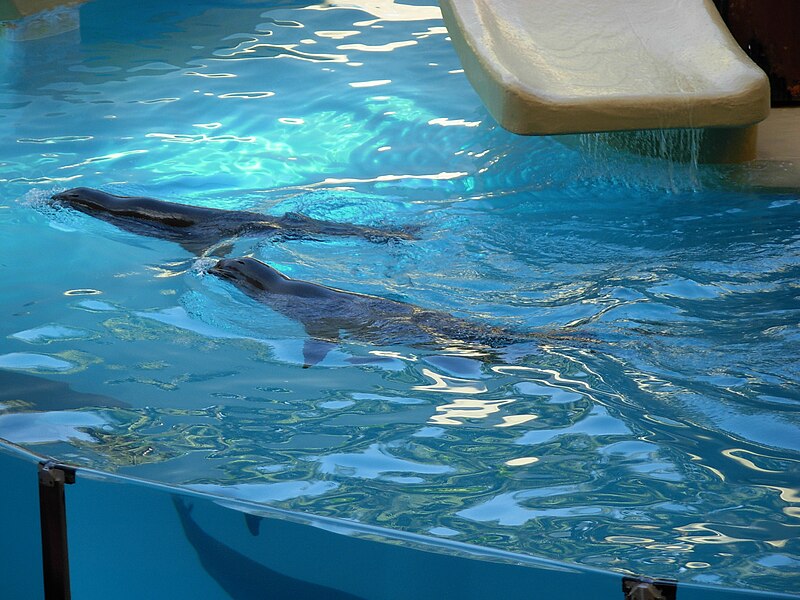 File:Seals at Loro Parque 01.JPG