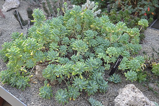 Sedum-pachyphyllum