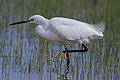 Aigrette garzette.